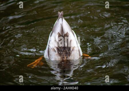 Ducks on water Stock Photo