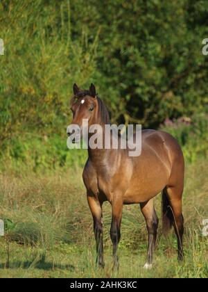 An pretty pony stands alone in a summer paddock. Stock Photo