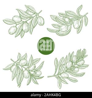 Olive tree. Vintage botany vector hand drawn illustration isolated on ...