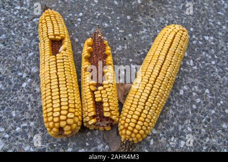Three corn cobs laid on a concrete base. Stock Photo