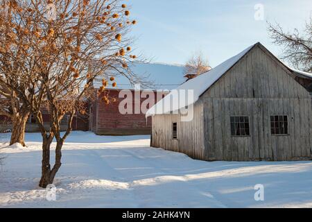 The old barn at Bullitt Farm in Ashfield, Massachusetts on a winter day Stock Photo