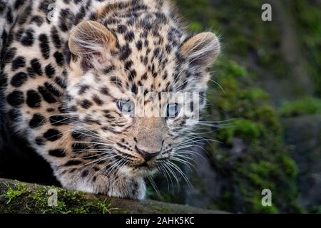 Male Amur leopard cub (12 weeks old) Stock Photo