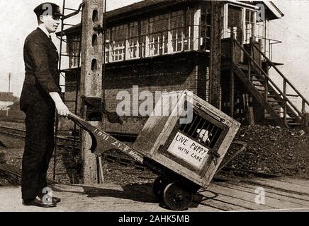 A vintage photo showing a British rail porter (LNER) wheeling a live puppy across a railway crossing near a signal box, possibly at Wigan, UK. Stock Photo