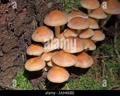 Gray-leaved sulfur head, Hypholoma capnoides, in the forest Stock Photo