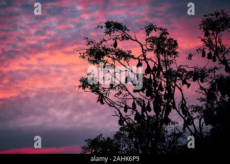 Indian fruit bats (species of flying foxes) sleeping hanging on tree at moody sunset. Scary scene at dusk in Sri Lanka. Stock Photo