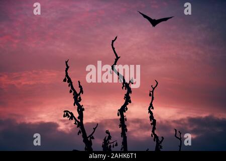 Indian fruit bat (species of flying fox) on sky against tree with sleeping bats. Scary scene at dusk in Sri Lanka. Stock Photo