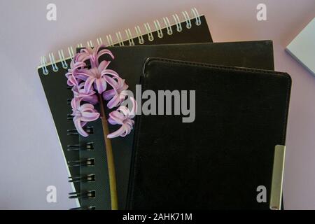 Close-up of pink flower - hyacinth blooming, on top of textbooks, office concept Stock Photo