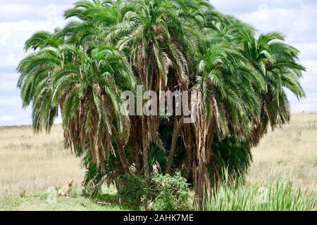 lion pride in Nairobi national park Stock Photo