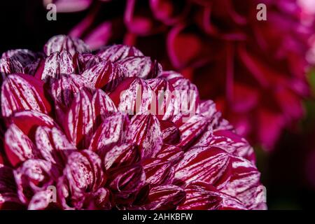 Detailed macro shot of a pink and white coloured dahlia flower in bright sunshine Stock Photo