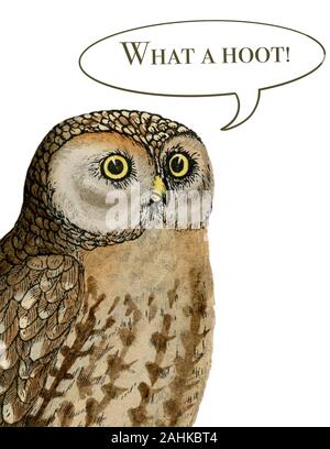 owl illustration Stock Photo