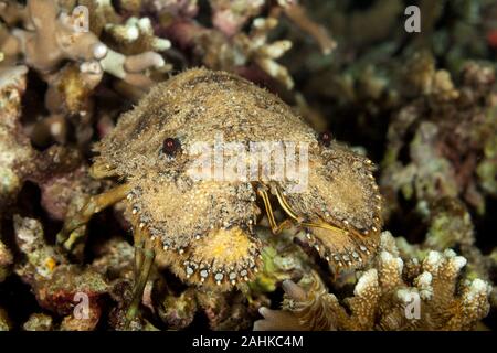 Caledonian Mitten Lobster, Parribacus caledonicus Stock Photo