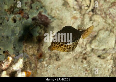 Reticulate boxfish, Ostracion solorensis Stock Photo