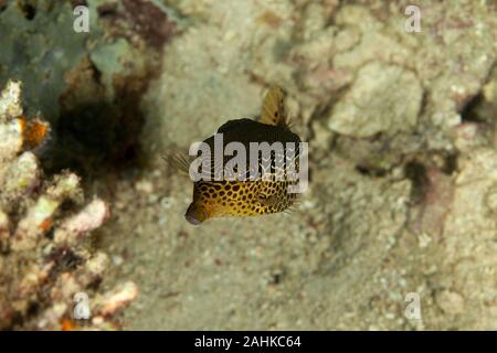 Reticulate boxfish, Ostracion solorensis Stock Photo