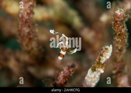 Branch of white soft coral around the island of Bunaken Stock