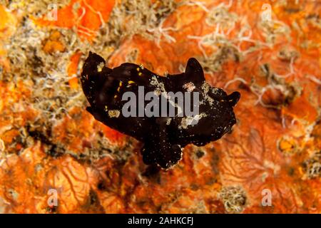 Black Warty frogfish (Clown frogfish) - Antennarius maculatus Stock Photo