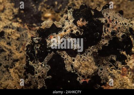 Black Warty frogfish (Clown frogfish) - Antennarius maculatus Stock Photo
