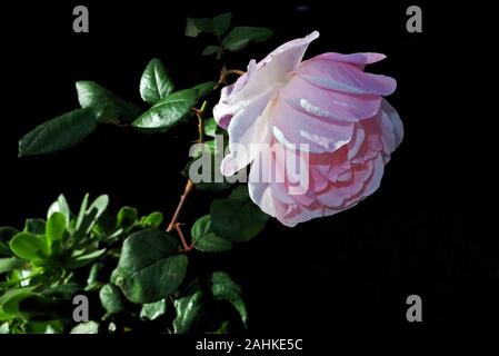 Tea rose flowering close-up Stock Photo