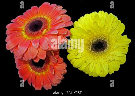 Gerber daisy flowers close-up Stock Photo