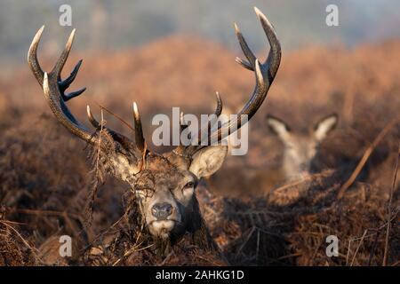 Stag in Richmond Park, London Stock Photo