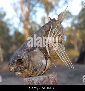 Dried head of a fish on a post near the Murray River in Australia Stock Photo