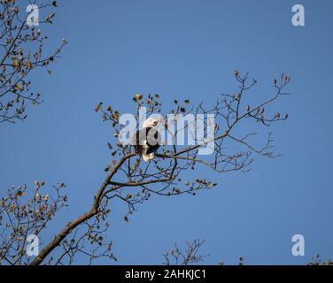 Bald eagle (Haliaeetus leucocephalus) perched on tree branch against bright blue sky. Stock Photo