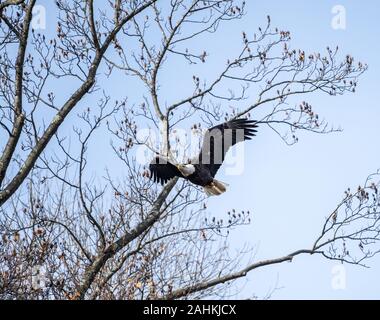 Bald eagle (Haliaeetus leucocephalus) swooping through tree branch with blue sky background. Stock Photo