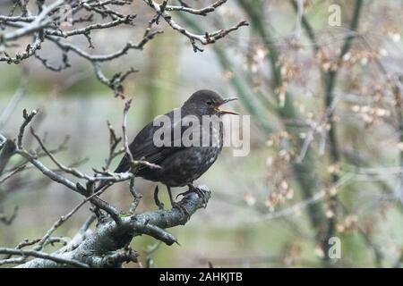 An adult female blackbird (uk) close up. She is perching on a small branch of an apple tree in winter. Stock Photo