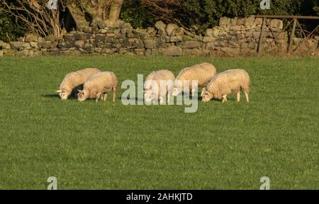 Five sheep grazing in a Yorkshire field in winter sunshine. Stock Photo