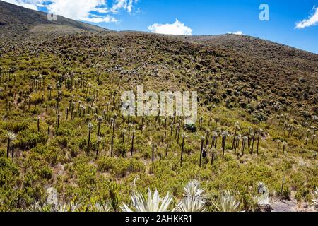 Young woman exploring the nature of a beautiful paramo at the department of Cundinamarca in Colombia Stock Photo