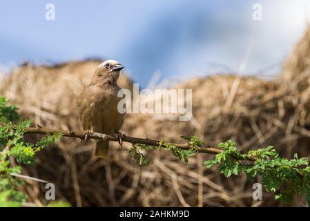 Grey-capped social weaver (Pseudonigrita arnaudi) perched on tree branch with nests behind, Amboseli, Kenya Stock Photo