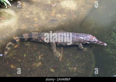 Captive False Gharial at Singapore Zoo Stock Photo