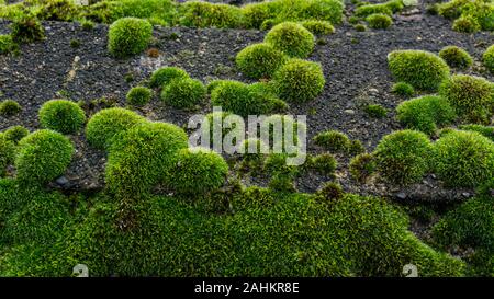 Green moss growing in random round shapes on dark grey concrete. Stock Photo
