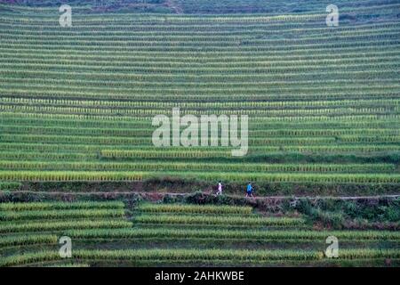 Chinese tourists walk through the Longji Rice terraces, Guangxi, China Stock Photo