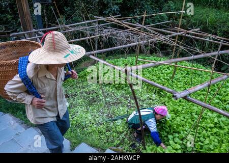 A villager harvests Chinese vegetables in Ping An, Guangxi, China Stock Photo