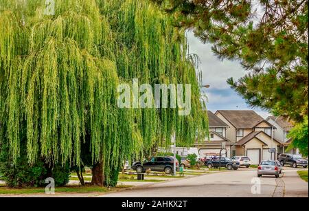 A beautiful large weeping willow tree on a suburban street in a friendly neighborhood in Surrey, British Columbia, near Vancouver, Canada. Stock Photo
