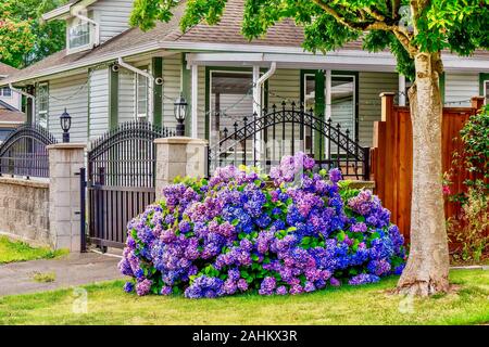 Street view of beautiful blue, purple, and pink hydrangea flowers blooming in a suburban neighborhood on a summer day, near Vancouver, Canada. Stock Photo