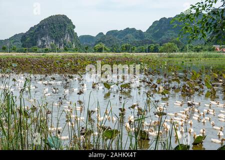 Baby geese being raised in the waters of Hoa Lư, Ninh Binh Province, Vietnam Stock Photo