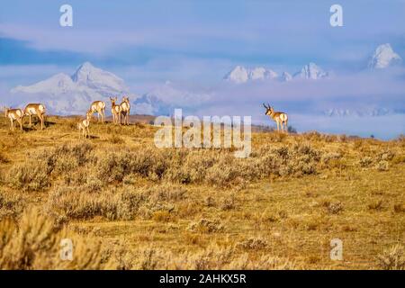 A herd of pronghorn (Antilocapra americana) roaming through sagebrush, with snow-covered Teton mountains in the background, in Wyoming. Stock Photo