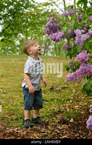 little boy smelling lilacs Stock Photo