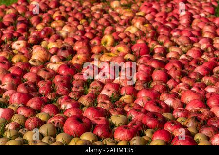 Hundreds of apples and pears laying on the ground after a bumper harvest Stock Photo