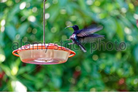 Violet Sabrewing Hummingbird Stock Photo 66169554 Alamy