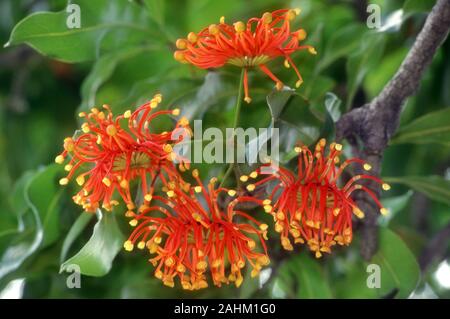 STENOCARPUS SINUATUS (FIREWHEEL TREE, WHEEL OF FIRE OR QUEENSLAND WHEEL TREE) Stock Photo