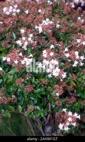 GLOSSY ABELIA (LINNAEA X GRANDIFLORA SYNONYM ABELIA GRANDIFLORA. Stock Photo