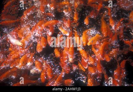 JAPANESE KOI CARP IN FEEDING FRENZY Stock Photo