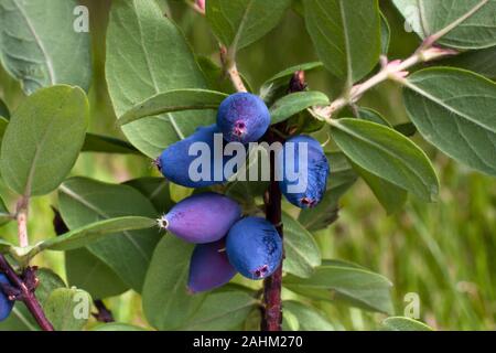 fresh blue berries honeysuckle on the branch in the garden Stock Photo