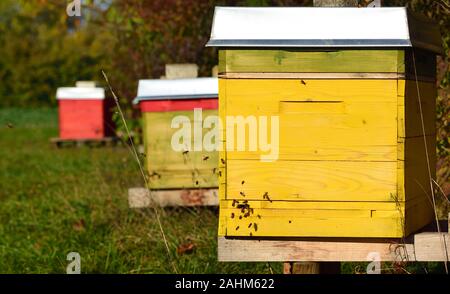 Colorful bee boxes stand on a meadow in autumn on a sunny day and the bees fly around the boxes