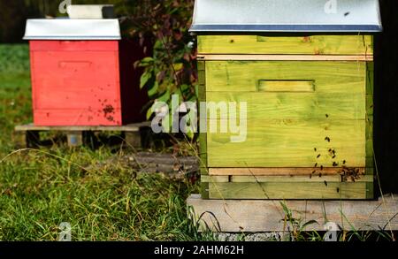 Colorful bee boxes stand on a meadow in autumn on a sunny day and the bees fly around the boxes Stock Photo