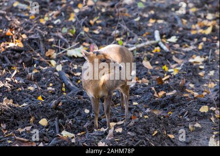 Reeves's muntjac - Chinese munjac - Muntiacus reevesi looking for food between autumn leaves in the dirt Stock Photo