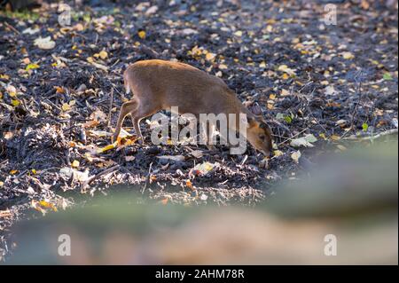 Reeves's muntjac - Chinese munjac - Muntiacus reevesi looking for food between autumn leaves in the dirt Stock Photo