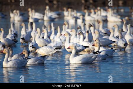 Migratory Snow Goose Stock Photo